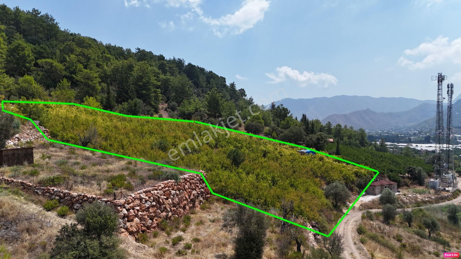 Antalya Adrasan Sahile 3,5 Km Mesafede Satılık Nar Bahçesi - Görsel 2