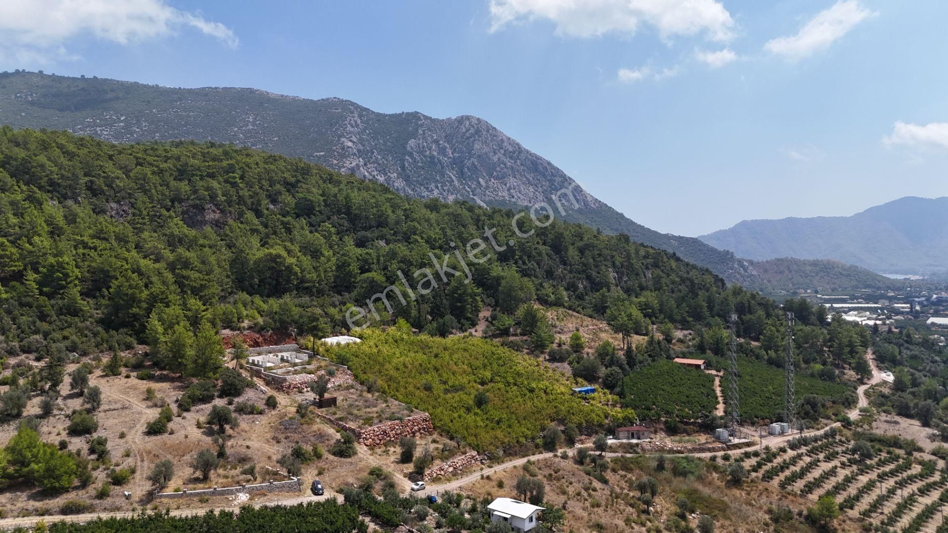 Antalya Adrasan Sahile 3,5 Km Mesafede Satılık Nar Bahçesi - Görsel 7