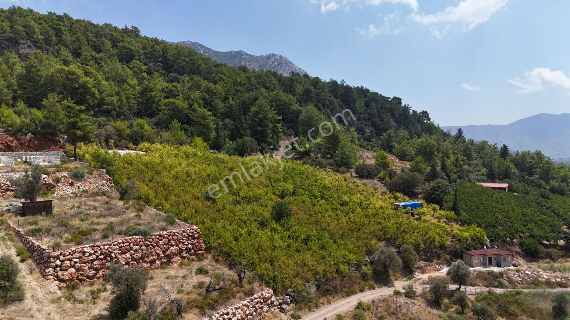 Antalya Adrasan Sahile 3,5 Km Mesafede Satılık Nar Bahçesi - Görsel 5
