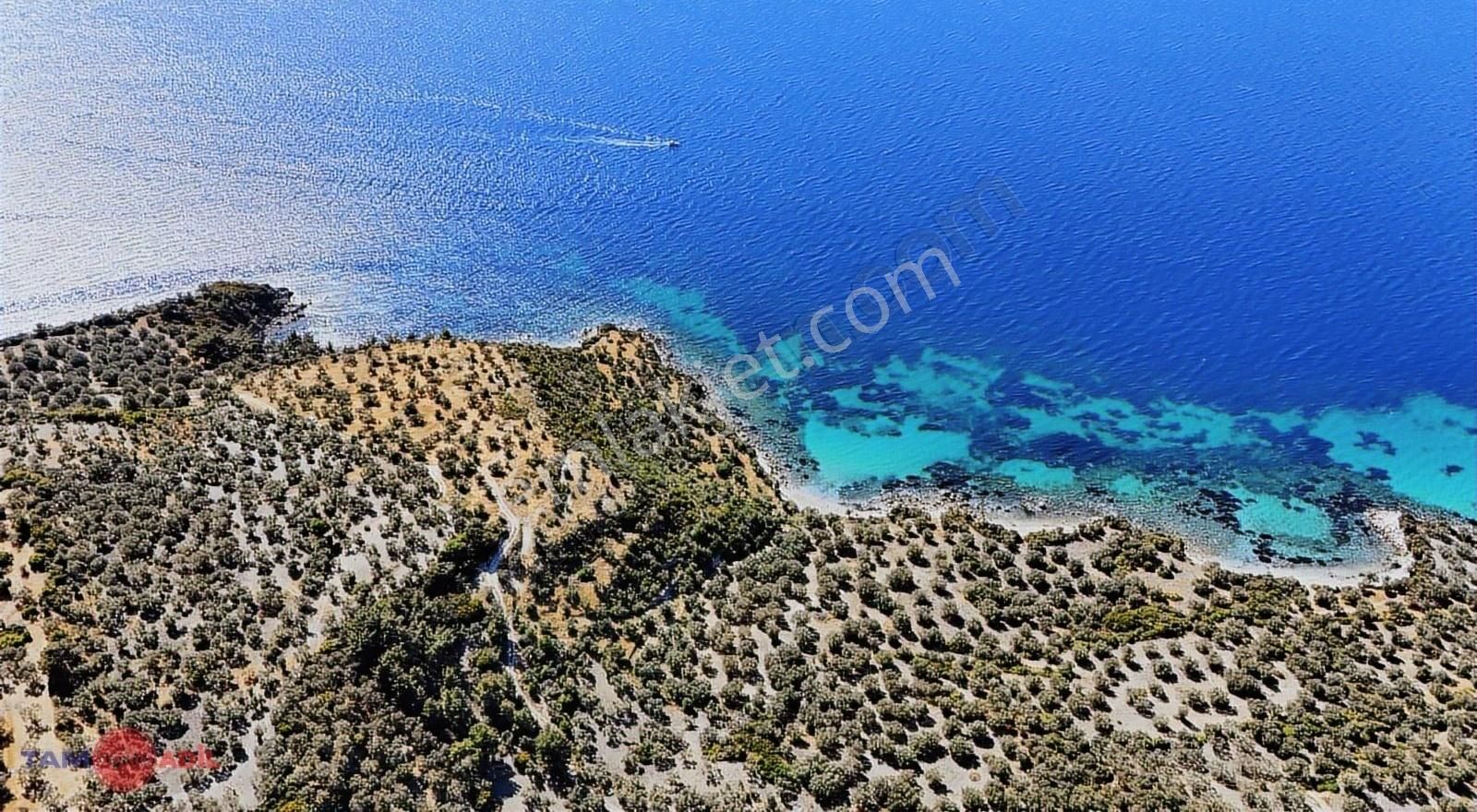 Dikili Bademli Denize 160 Mt İmara Yakın Zeytinlik - Görsel 6