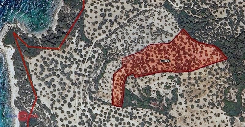 Dikili Bademli Denize 160 Mt İmara Yakın Zeytinlik - Görsel 5