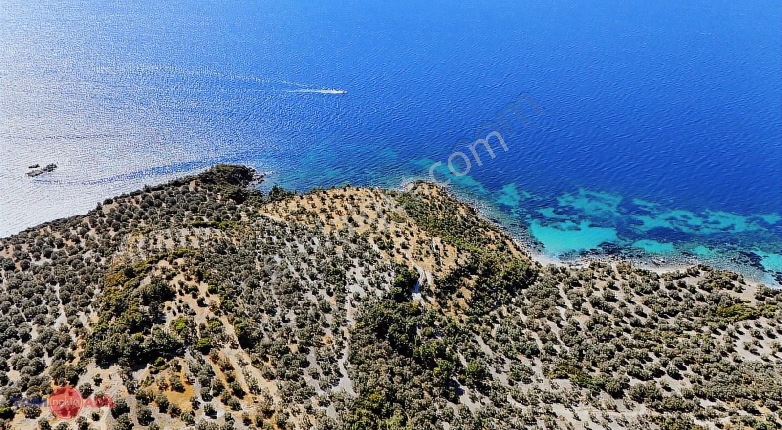 Dikili Bademli Denize 160 Mt İmara Yakın Zeytinlik - Görsel 2