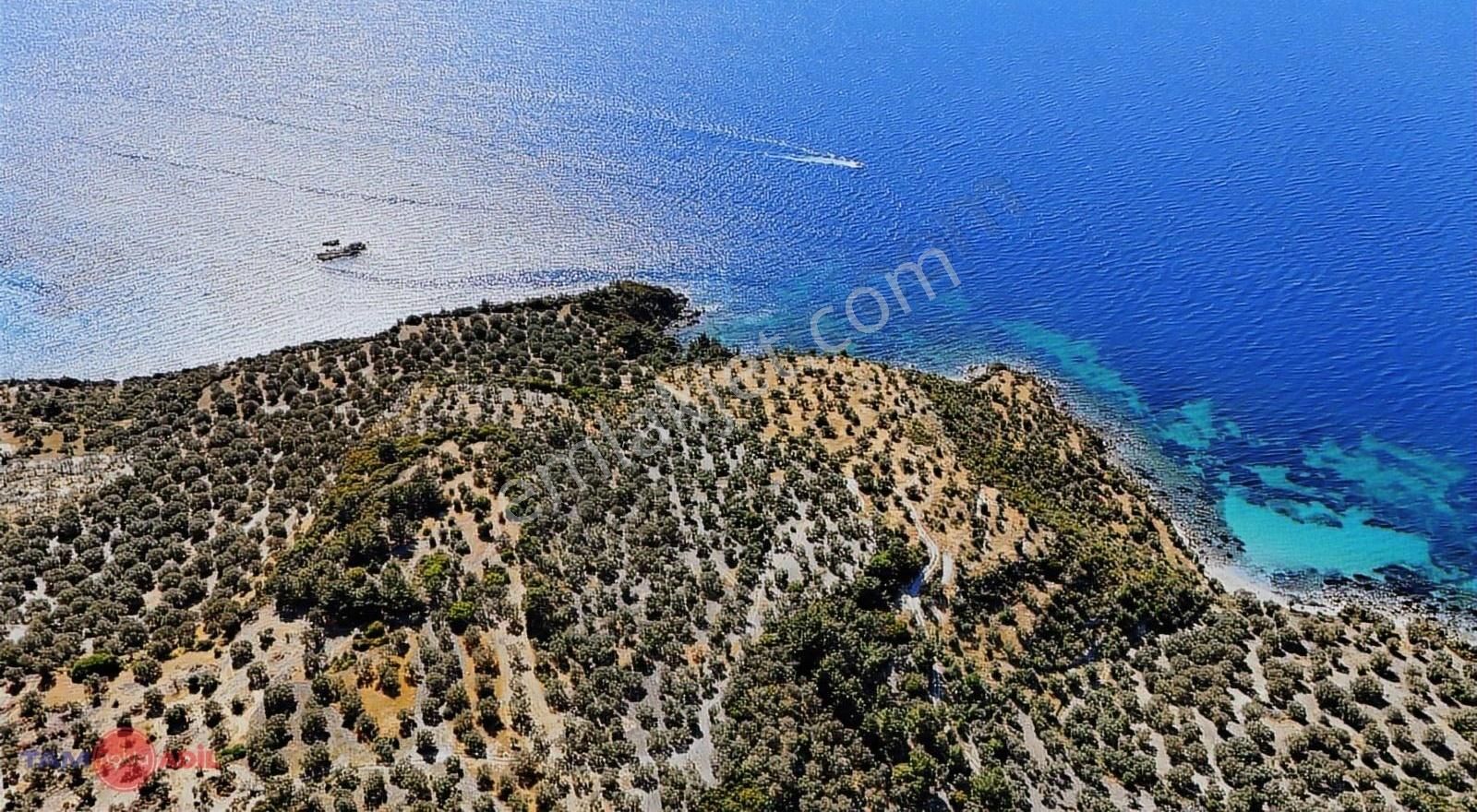 Dikili Bademli Denize 160 Mt İmara Yakın Zeytinlik - Görsel 4