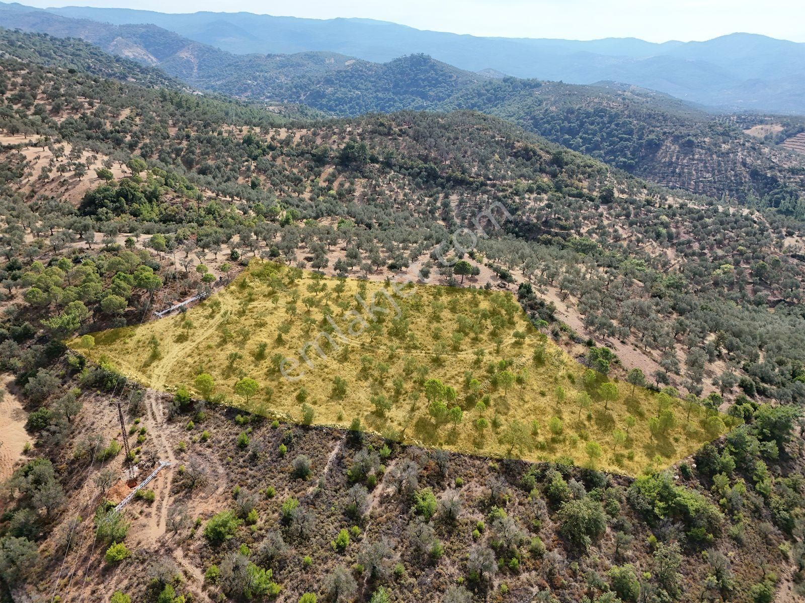 Startkey Burhaniye'den Deniz Manzaralı Satılık 7138 M2 Zeytinlik - Görsel 3
