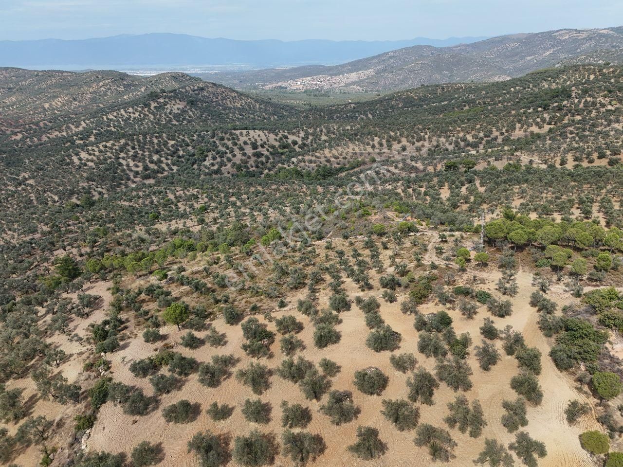 Startkey Burhaniye'den Deniz Manzaralı Satılık 7138 M2 Zeytinlik - Görsel 9