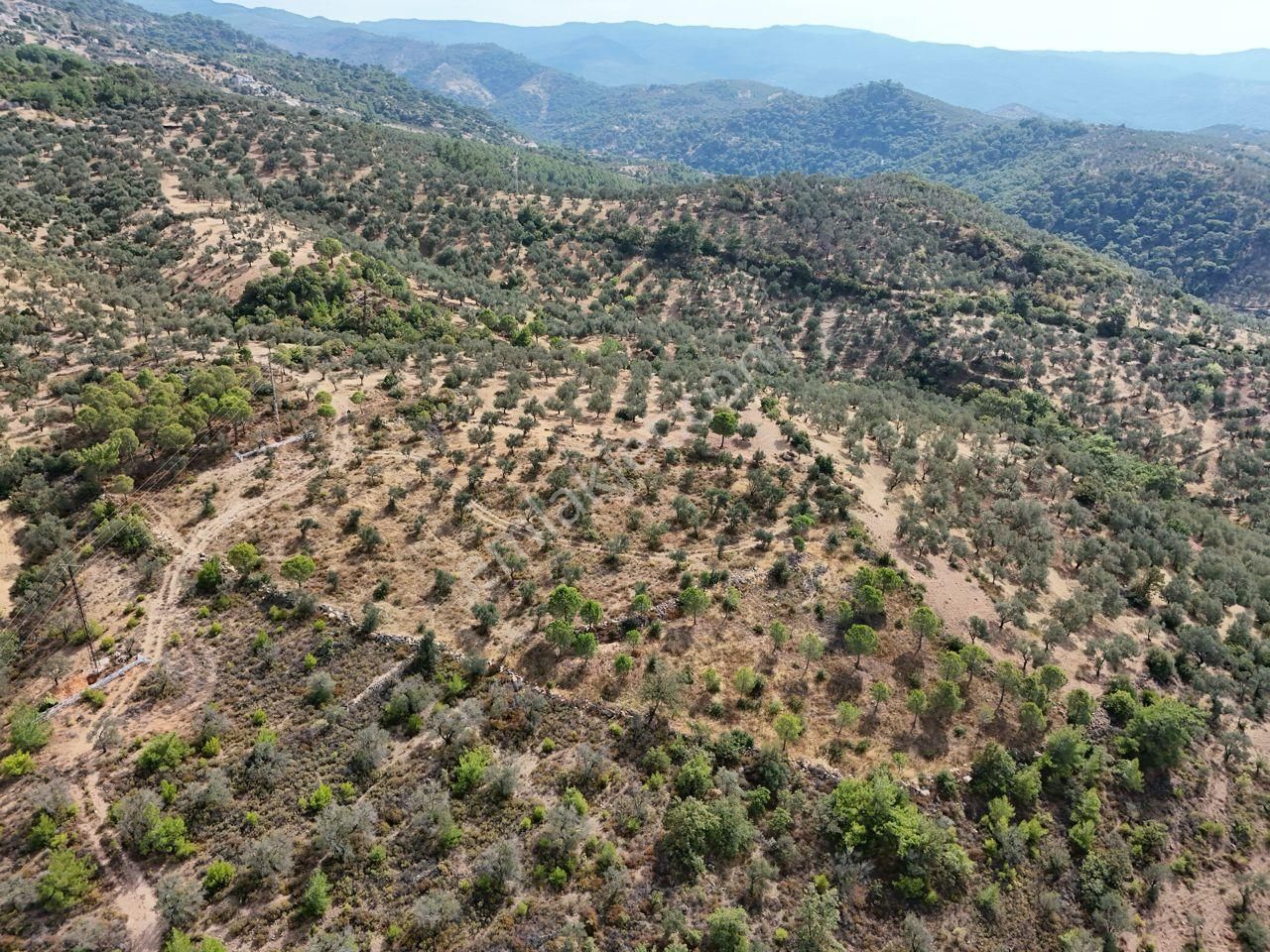 Startkey Burhaniye'den Deniz Manzaralı Satılık 7138 M2 Zeytinlik - Görsel 18