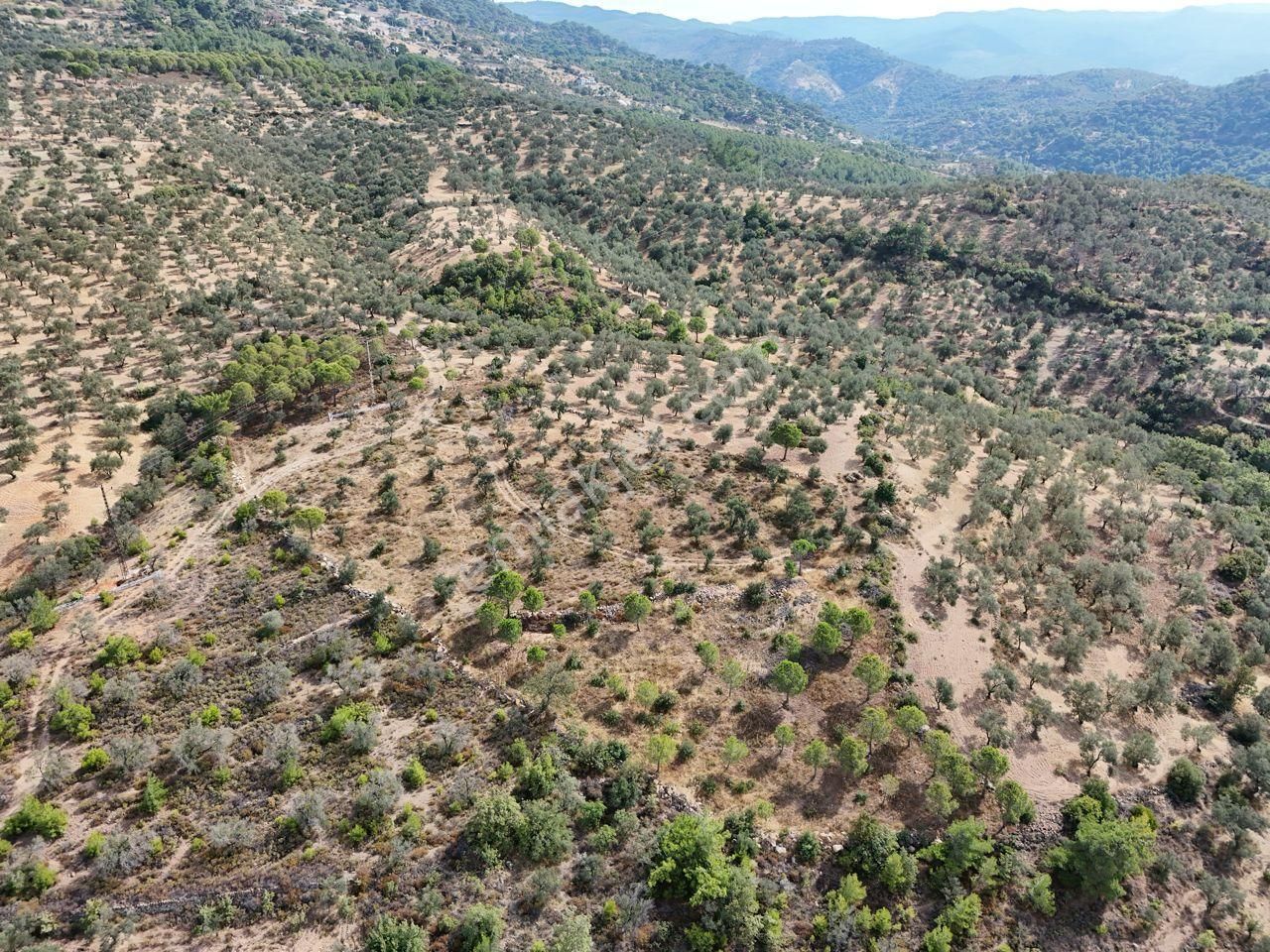 Startkey Burhaniye'den Deniz Manzaralı Satılık 7138 M2 Zeytinlik - Görsel 17