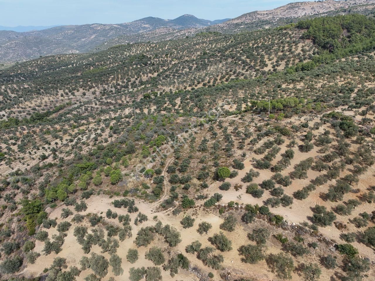 Startkey Burhaniye'den Deniz Manzaralı Satılık 7138 M2 Zeytinlik - Görsel 11