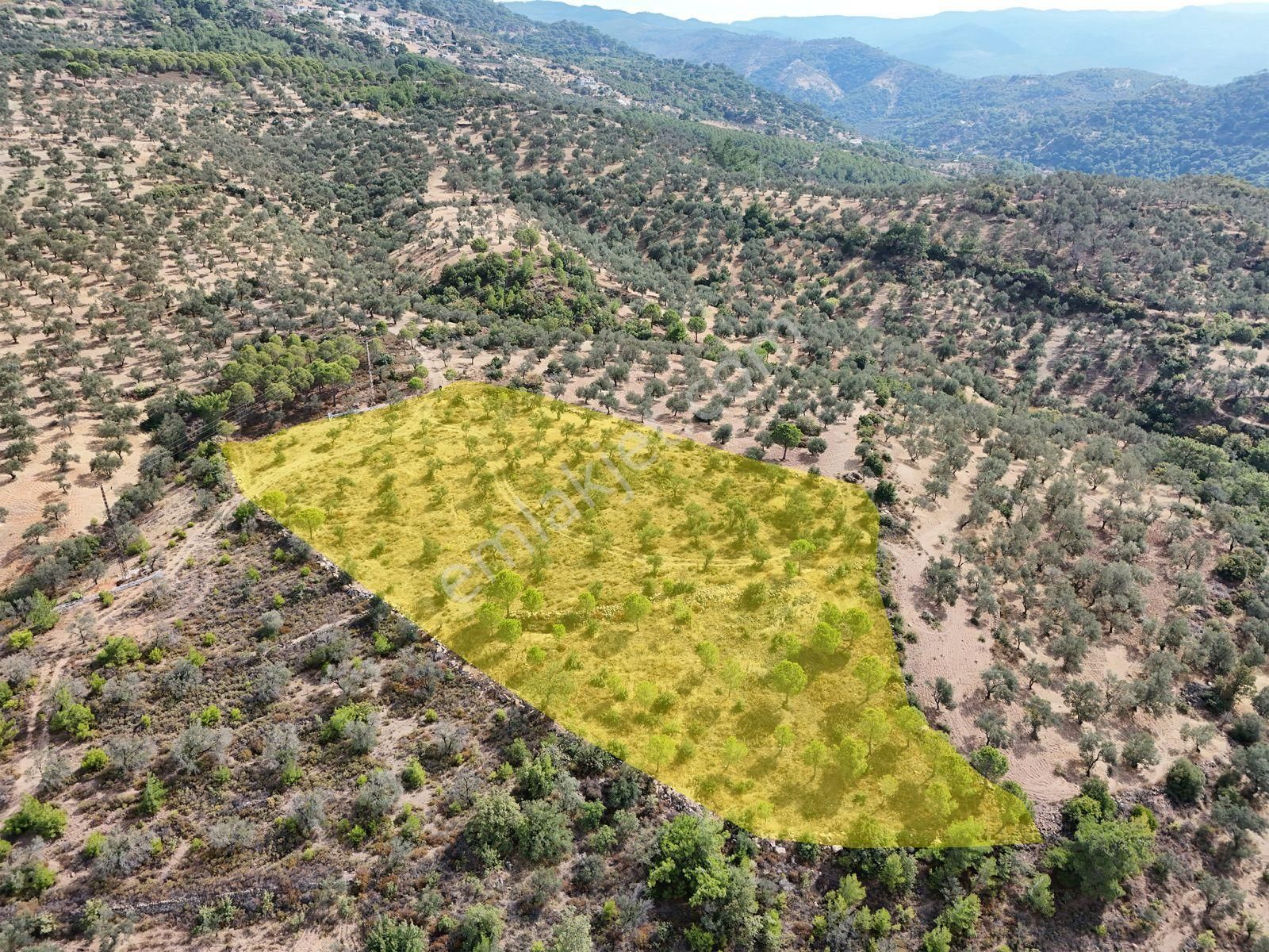 Startkey Burhaniye'den Deniz Manzaralı Satılık 7138 M2 Zeytinlik - Görsel 4