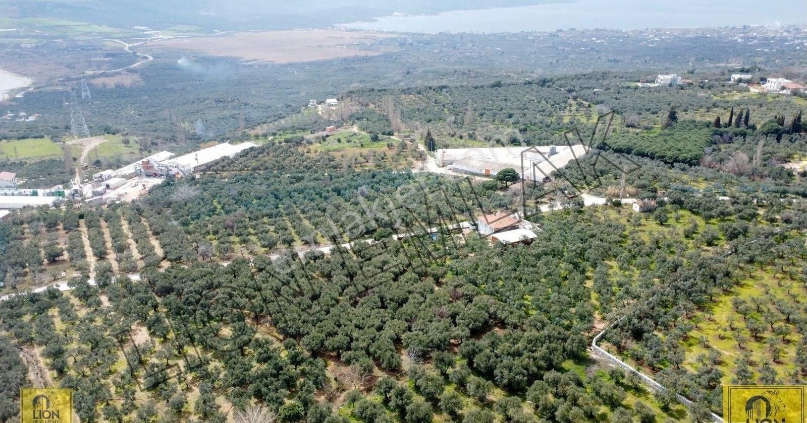 🟨⬛lıon Emlak'tan Erdek Hamamlı Mahallesinde Ana Caddeye Cephe 5314m² Satılık Zeytinlik⬛🟨 - Görsel 2