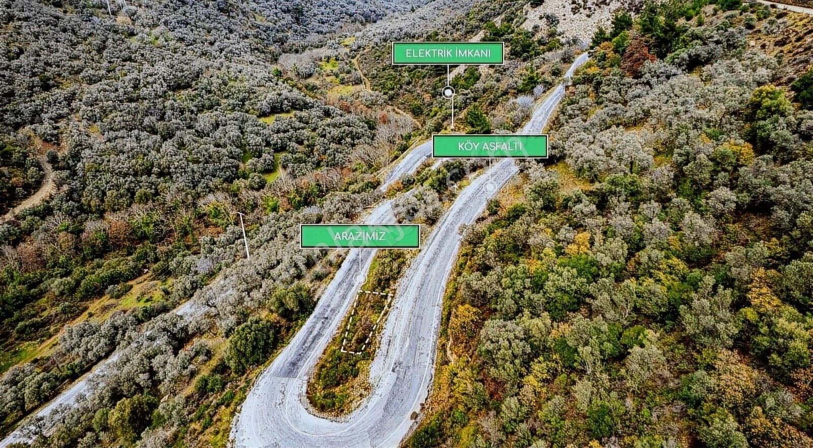 İzmir Bayındır Sarıyurt Köyünde Fırsat Zeytinlik! - Görsel 20