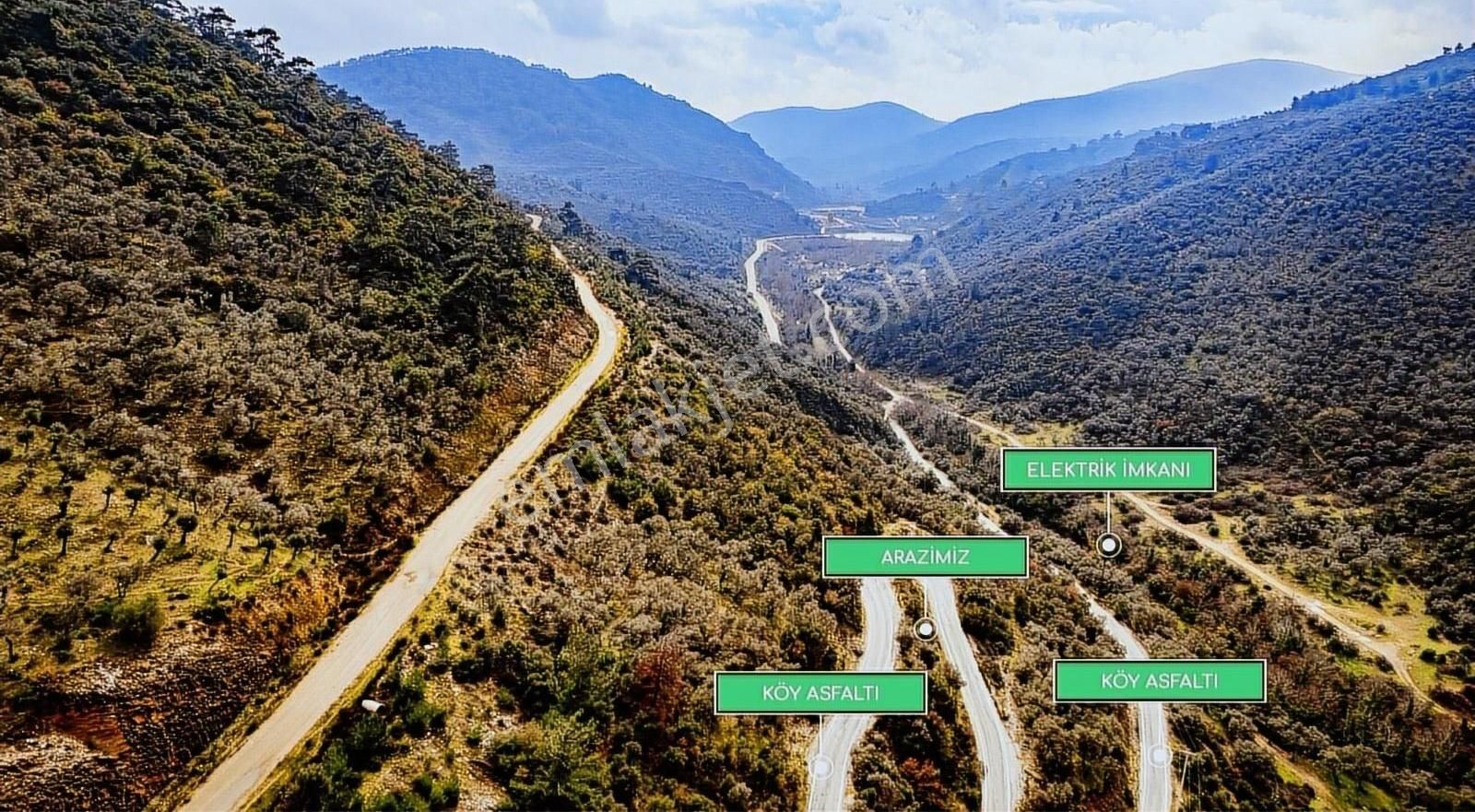 İzmir Bayındır Sarıyurt Köyünde Fırsat Zeytinlik! - Görsel 7