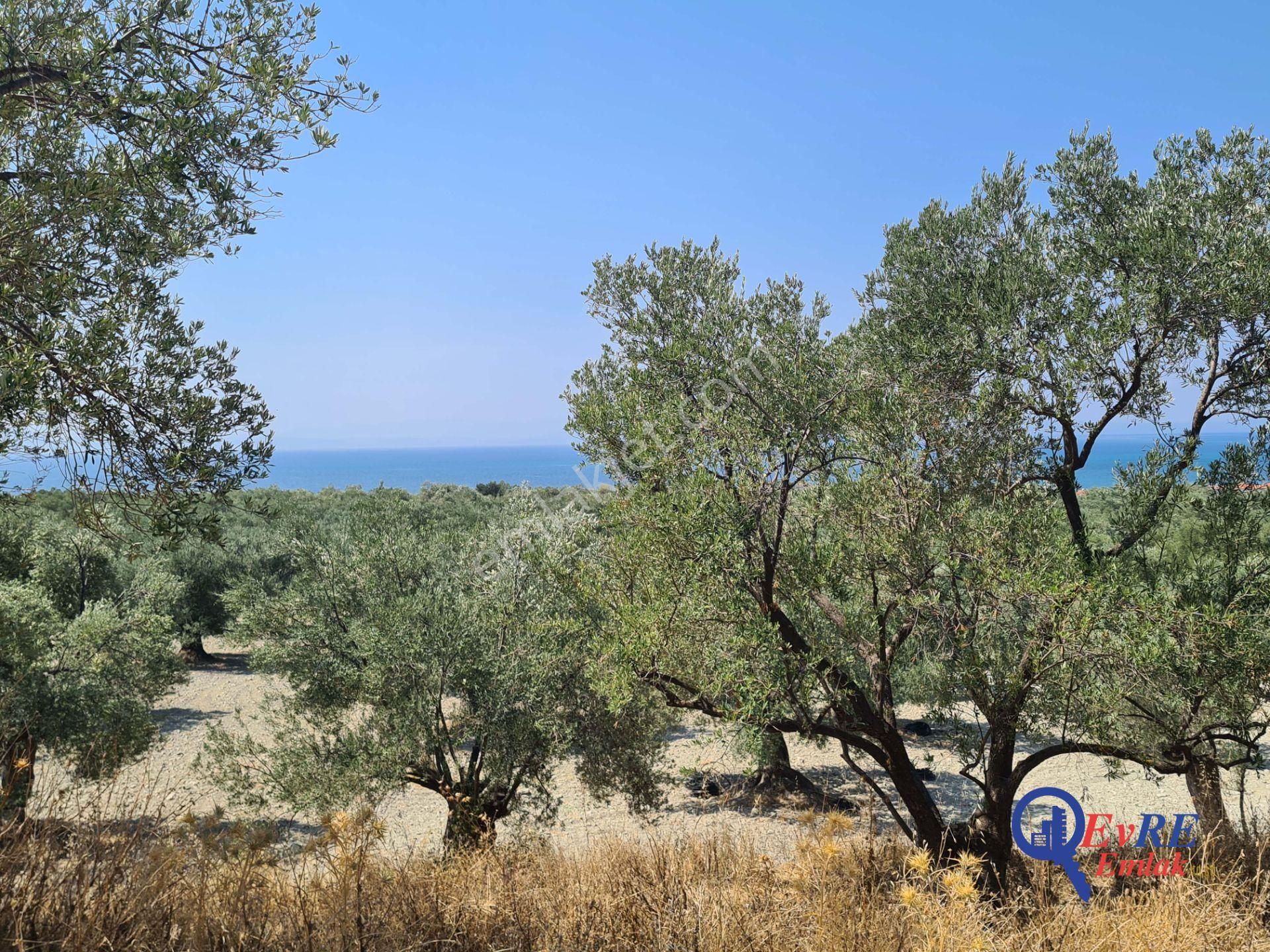 Evre Emlaktan Ayvalıkta Deniz Manzaralı Satılık Zeytinlik - Görsel 15