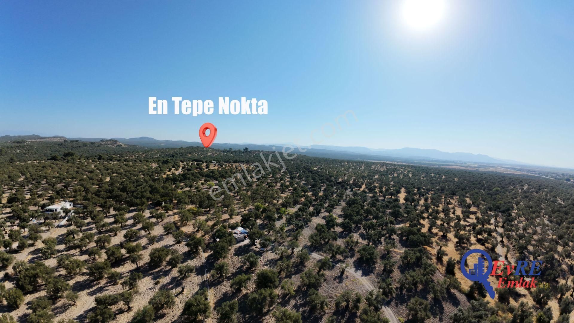 Evre Emlaktan Ayvalıkta Deniz Manzaralı Satılık Zeytinlik - Görsel 33