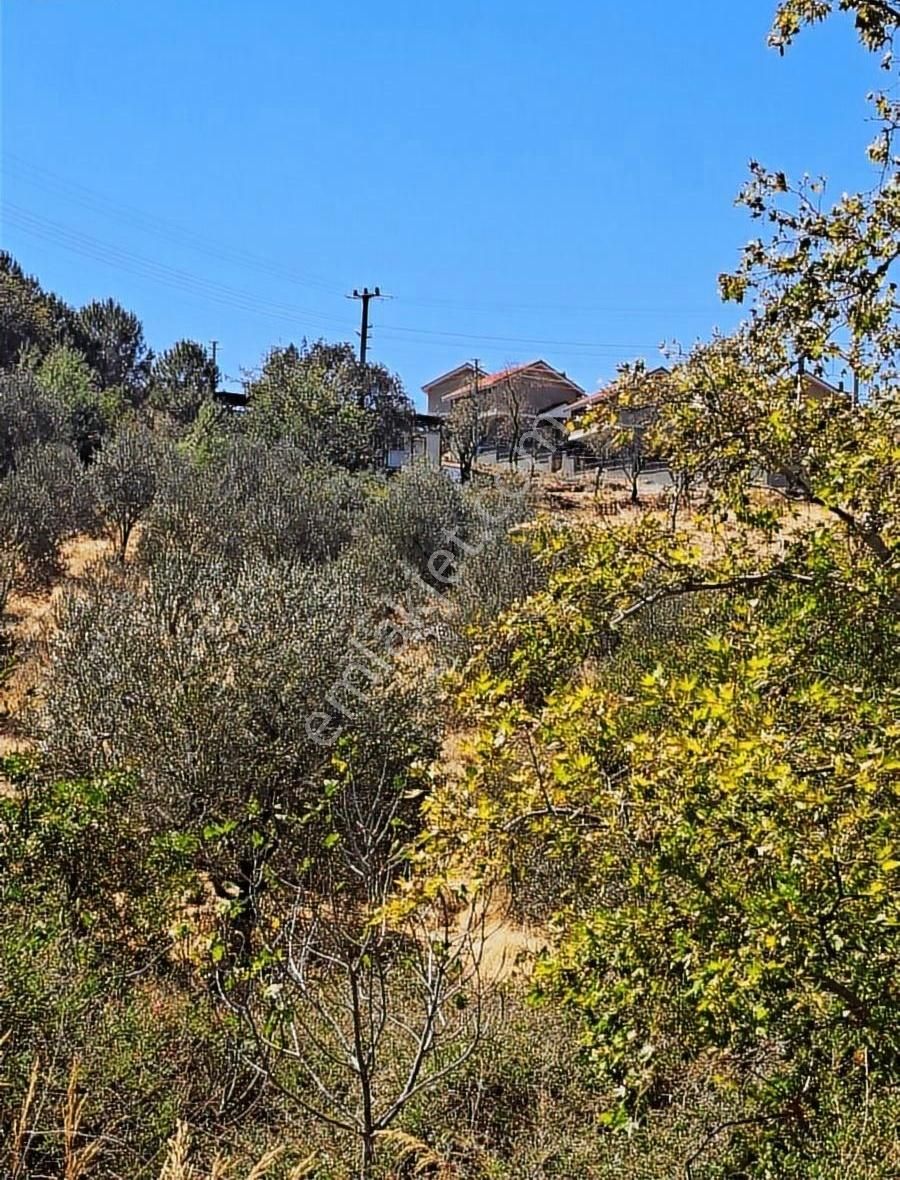 Balikesir Burhanıye Dutluca Köyünde Satılık Hobı Bahcesi - Görsel 6