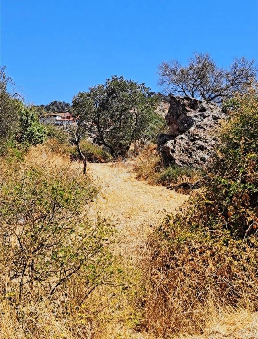 Balikesir Burhanıye Dutluca Köyünde Satılık Hobı Bahcesi - Görsel 5