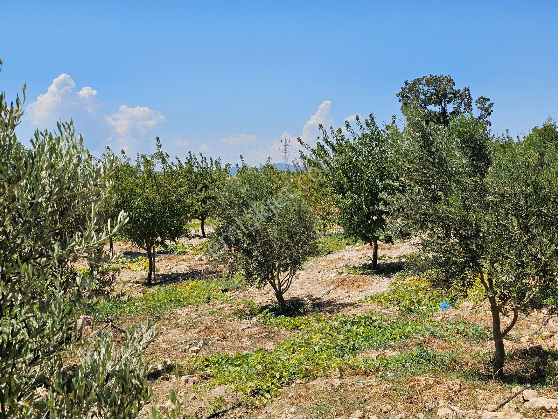 İmarlı, Antalya-gülnar Yolu Üzeri, Meyve Bahçeli Yatırımlık Arsa