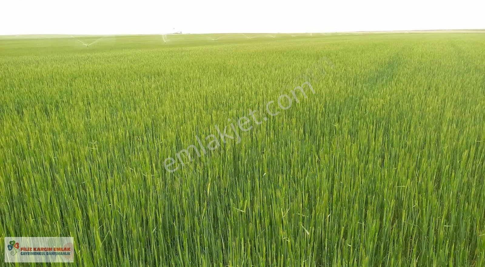 Aksaray Sultanhanında 299.959m2 Satılık Sulu Tarla - Görsel 5