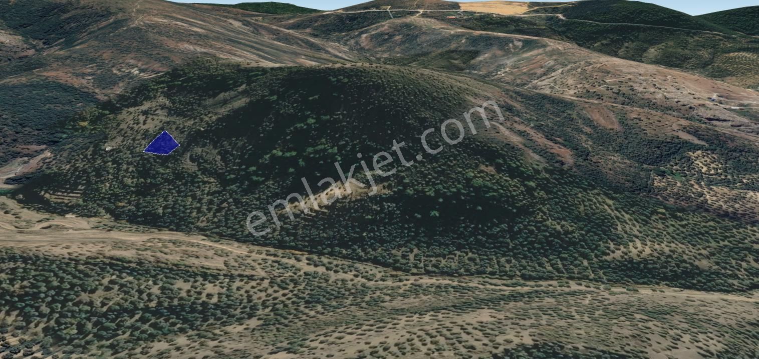Cb King'den Balıkesir/gömeç Ulubeyler Mahallesi Satılık Zeytinlik - Görsel 16