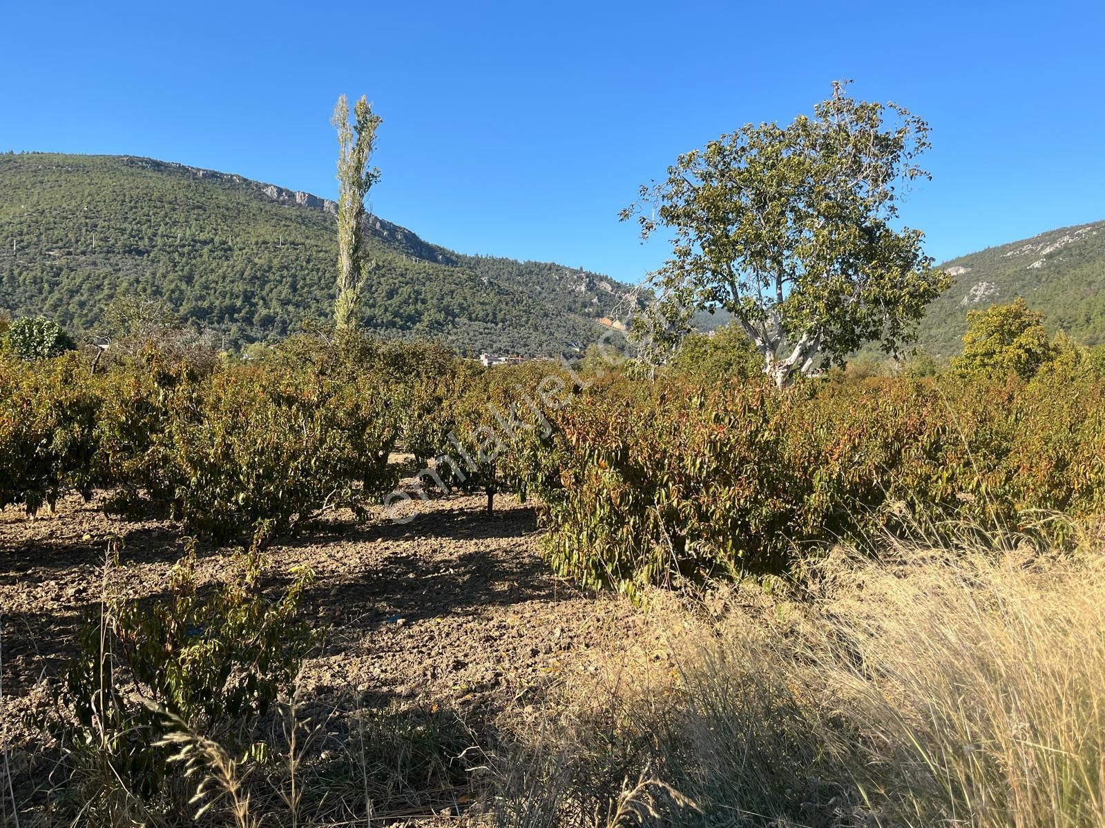 Nilvest'ten Bursa Kestel Narlıdere'de Güzel Bir Bahçe - Görsel 9