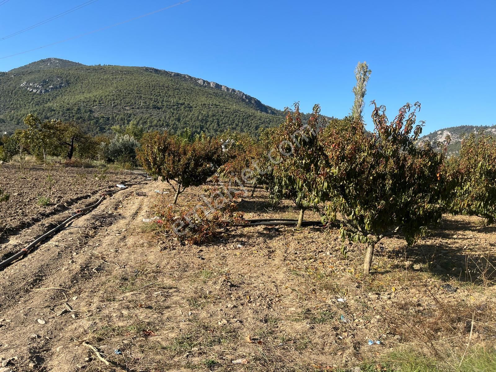 Nilvest'ten Bursa Kestel Narlıdere'de Güzel Bir Bahçe - Görsel 3