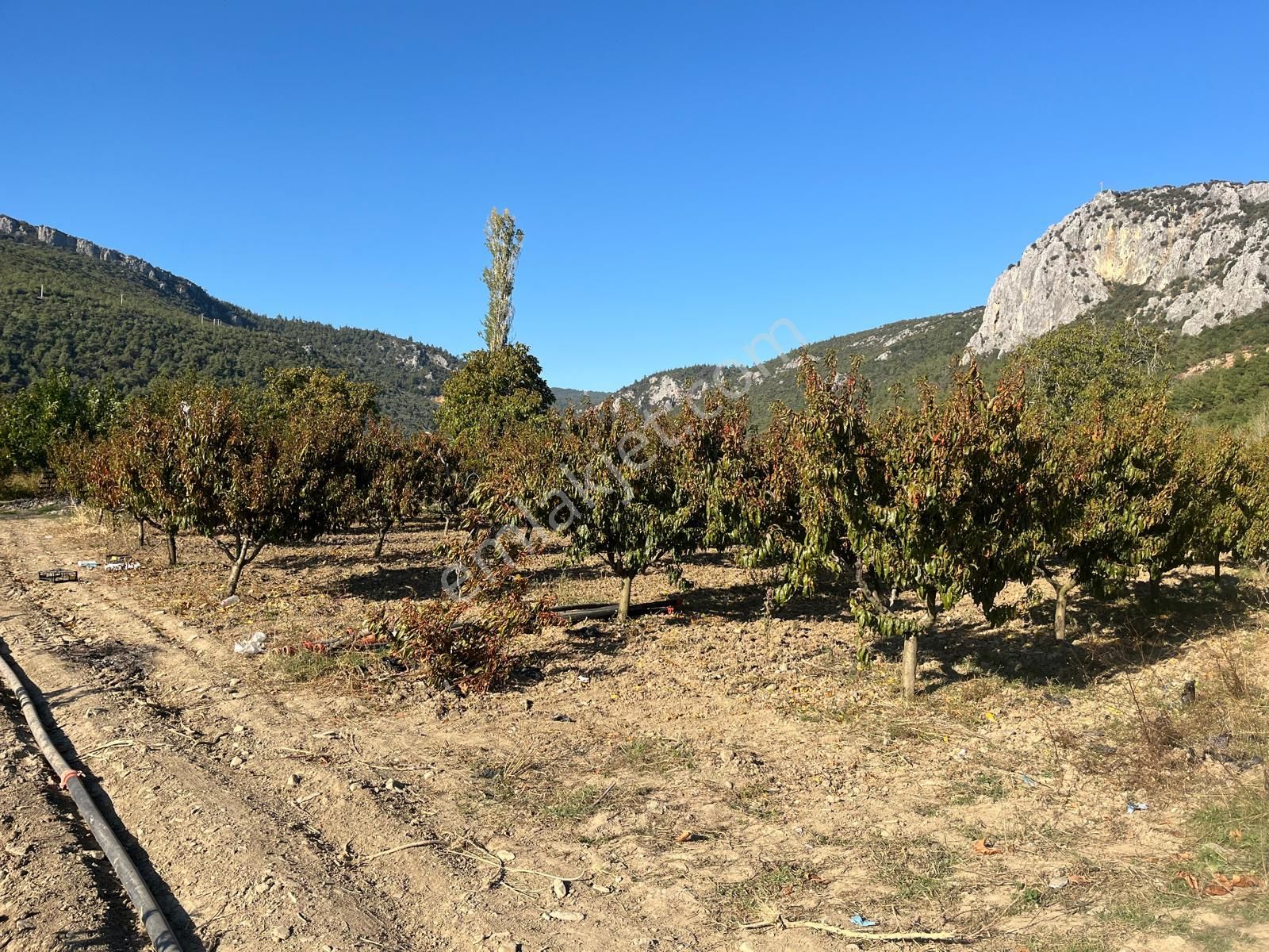 Nilvest'ten Bursa Kestel Narlıdere'de Güzel Bir Bahçe - Görsel 10