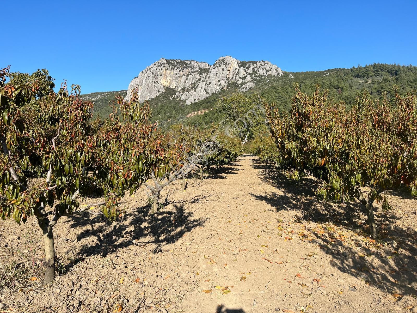Nilvest'ten Bursa Kestel Narlıdere'de Güzel Bir Bahçe