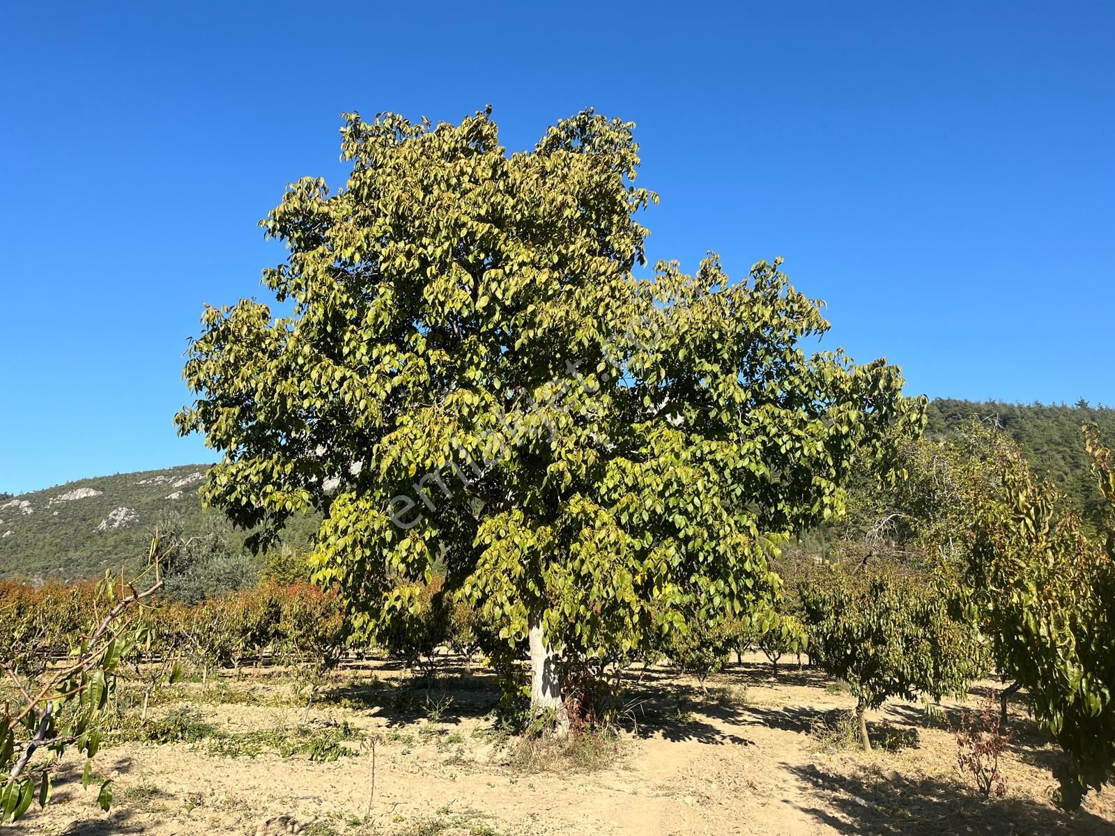 Nilvest'ten Bursa Kestel Narlıdere'de Güzel Bir Bahçe - Görsel 4