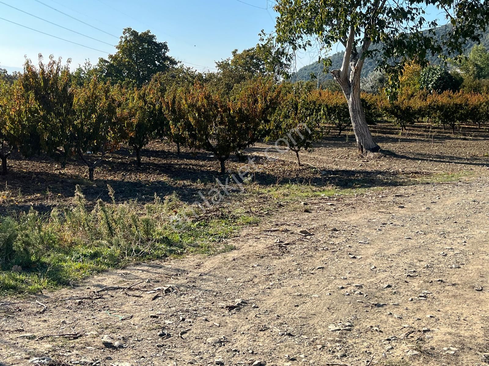Nilvest'ten Bursa Kestel Narlıdere'de Güzel Bir Bahçe - Görsel 6