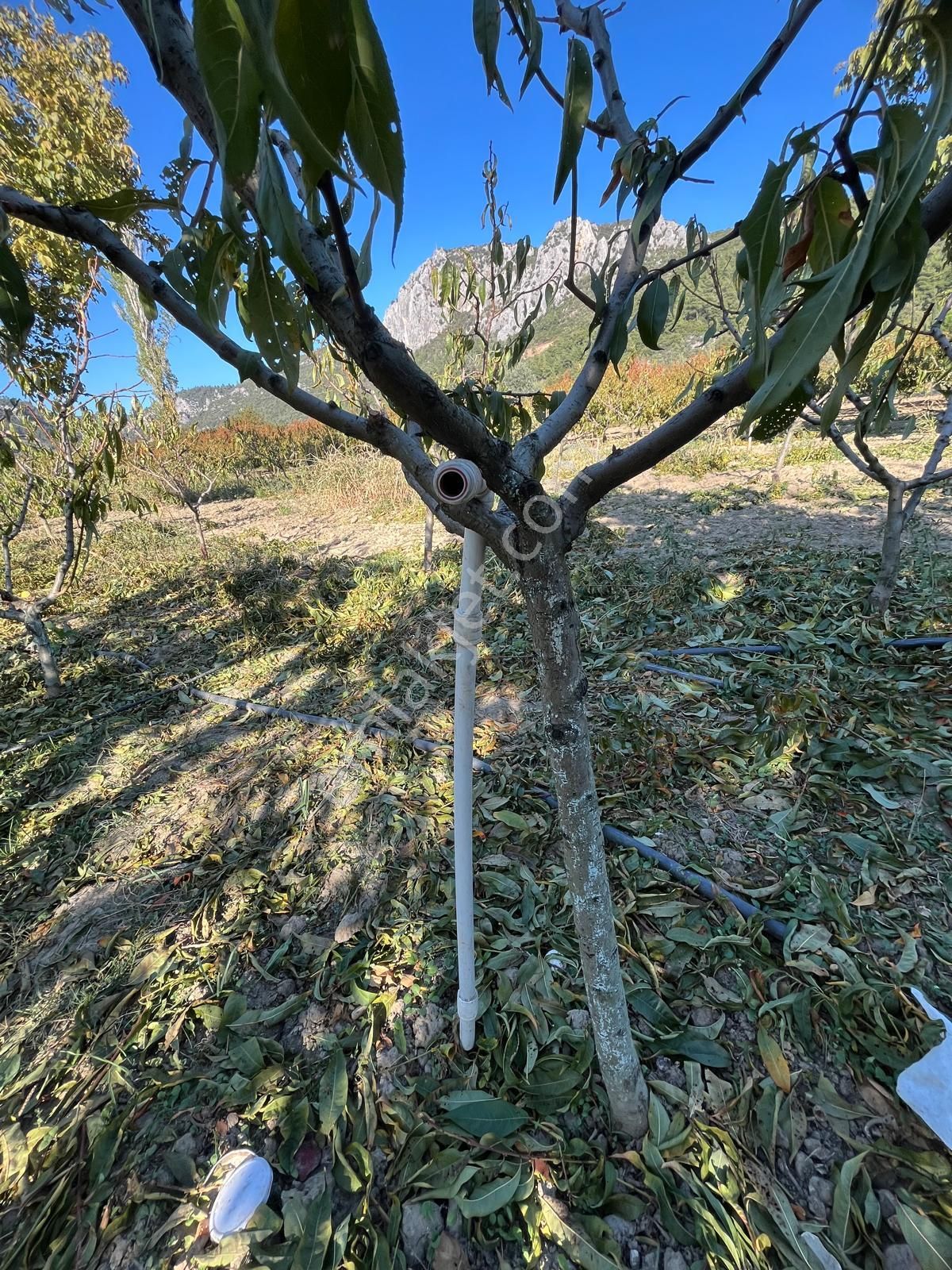 Nilvest'ten Bursa Kestel Narlıdere'de Güzel Bir Bahçe - Görsel 5