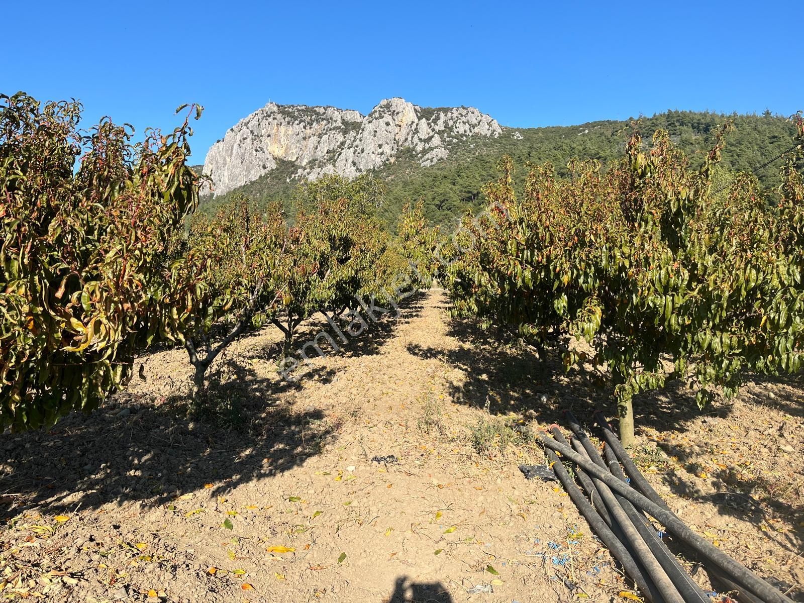 Nilvest'ten Bursa Kestel Narlıdere'de Güzel Bir Bahçe - Görsel 11