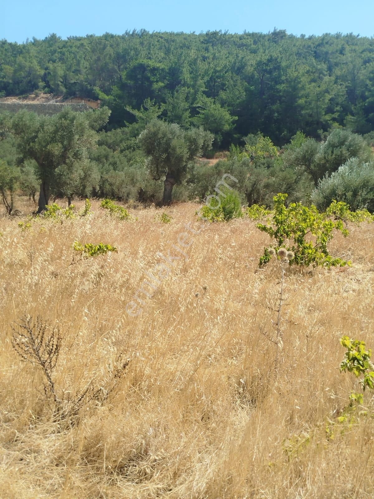 İlay Grouptan Torbalı Karakızlar Mahallesinde Satılık Tarla