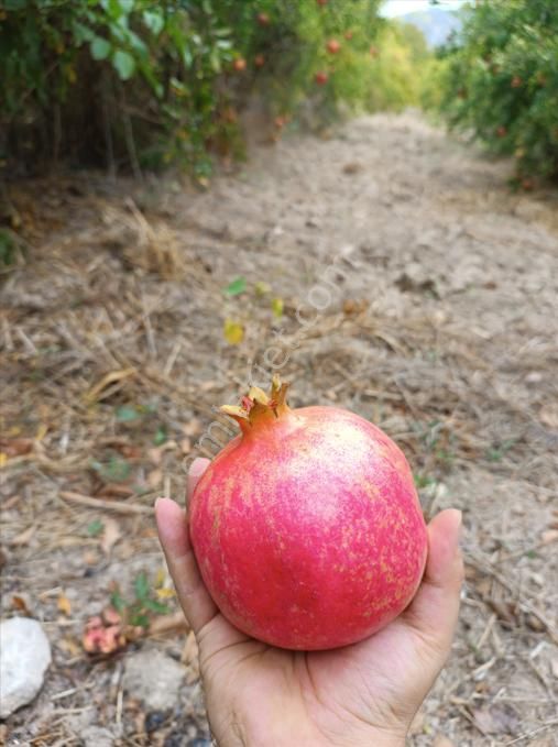 Çok Acil !!!! Denizli Güney Ertuğrul'da Satılık 2626m2 Tarla - Görsel 2