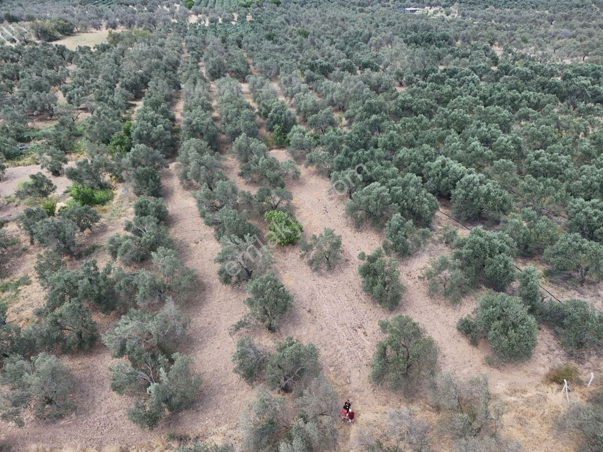 Startkey Den Kızıklı Köyüne Yakın Satılık Zeytinlik - Görsel 8