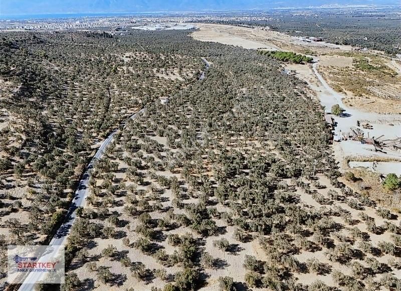 Startkey Anka'dan Burhaniye Şarköy'de 3436m2 Satılık Zeytinlik - Görsel 17