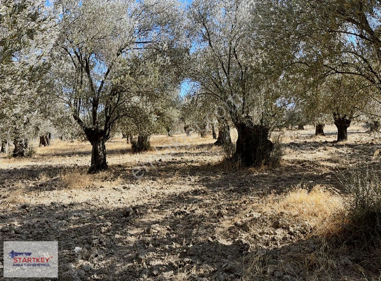 Startkey Anka'dan Burhaniye Şarköy'de 3436m2 Satılık Zeytinlik - Görsel 10