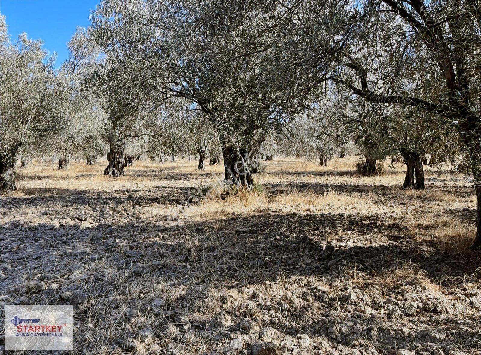 Startkey Anka'dan Burhaniye Şarköy'de 3436m2 Satılık Zeytinlik - Görsel 11