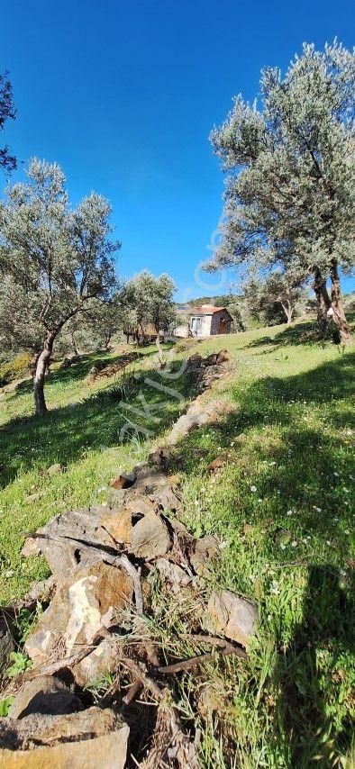 Orhanlıda 600 M2 Arsa İçinde Satılık Eşyalı Müstakil Taş Ev - Görsel 14