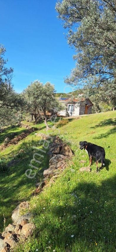 Orhanlıda 600 M2 Arsa İçinde Satılık Eşyalı Müstakil Taş Ev