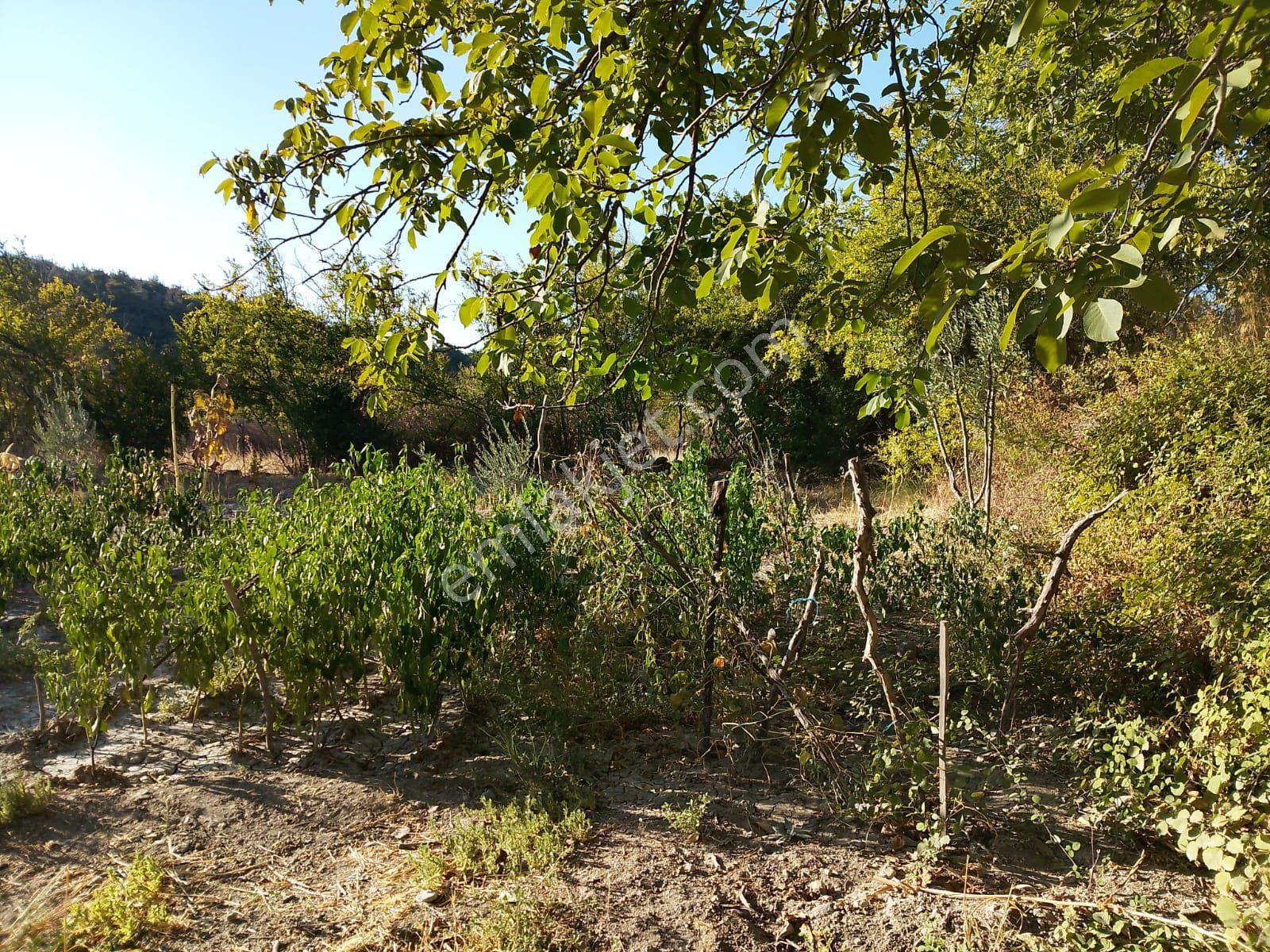Koyuneli Mahallesi'nde Satılık Bahçe - Görsel 9