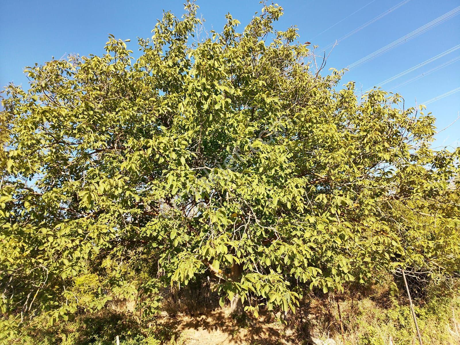 Koyuneli Mahallesi'nde Satılık Bahçe - Görsel 6