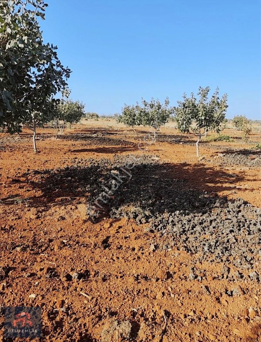 Oguzeli Utku Emlaktan Fırsat Fıstık Bahçesi