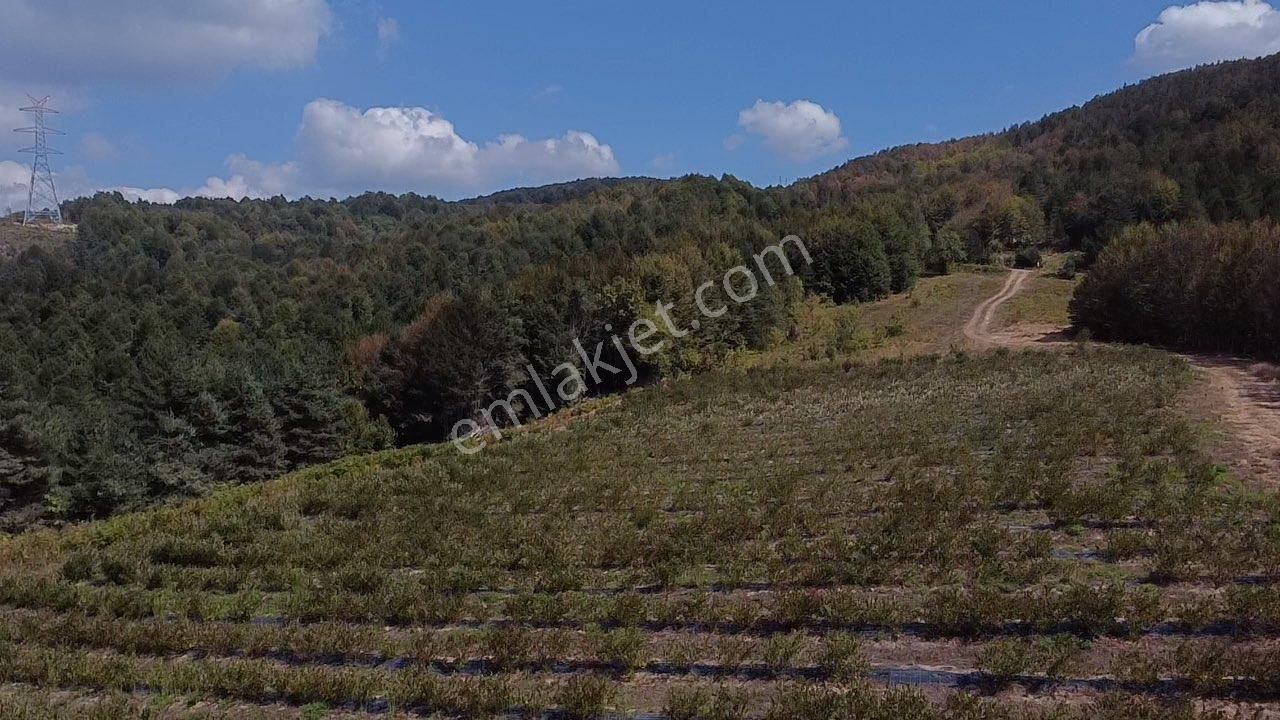 İznik Hacıosman Mh Degöl Manzara Lı Aronya Bahçesi - Görsel 9