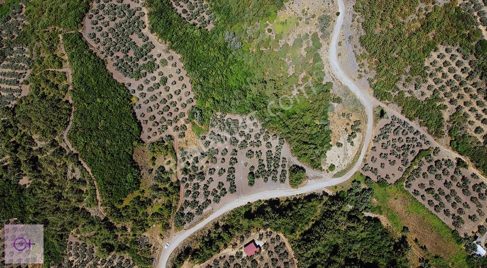 Violetten Full Deniz Manzaralı Zeytinlik Dürdane Osmangazi Bursa - Görsel 2