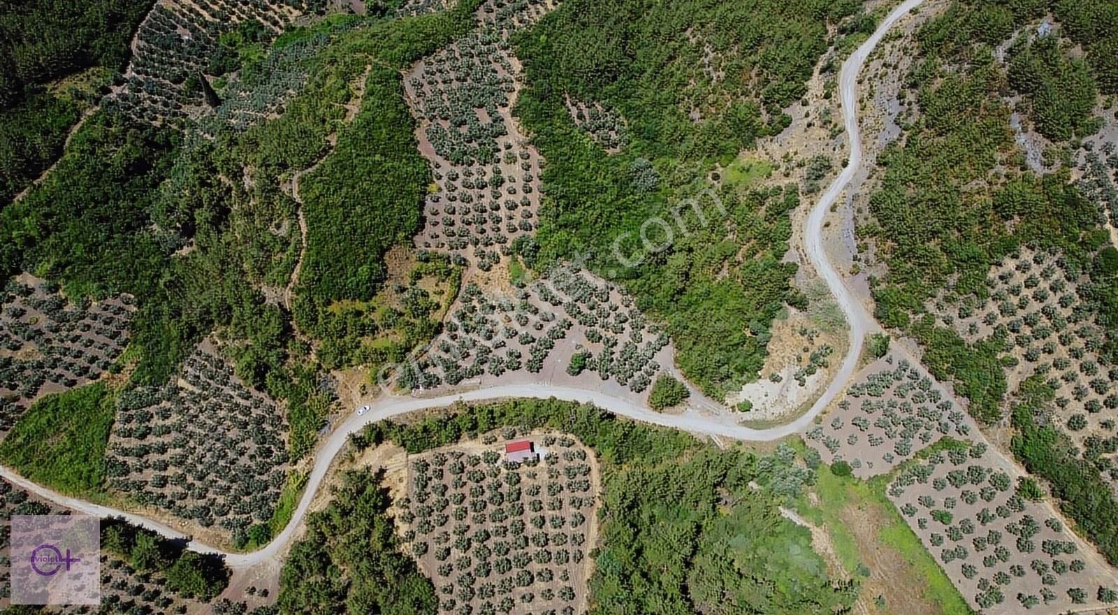 Violetten Full Deniz Manzaralı Zeytinlik Dürdane Osmangazi Bursa - Görsel 3