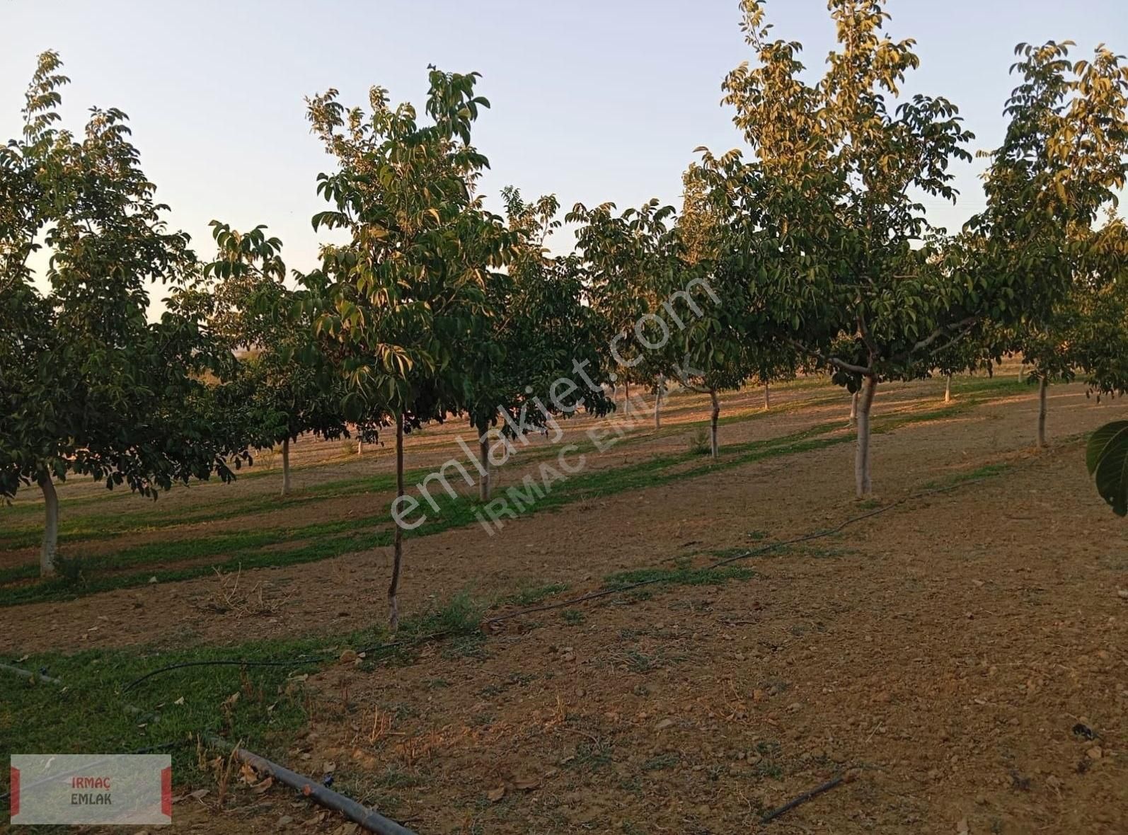Uşak Eşme Yelegende Satılık 16 Dönüm Ceviz Bahcesi - Görsel 7