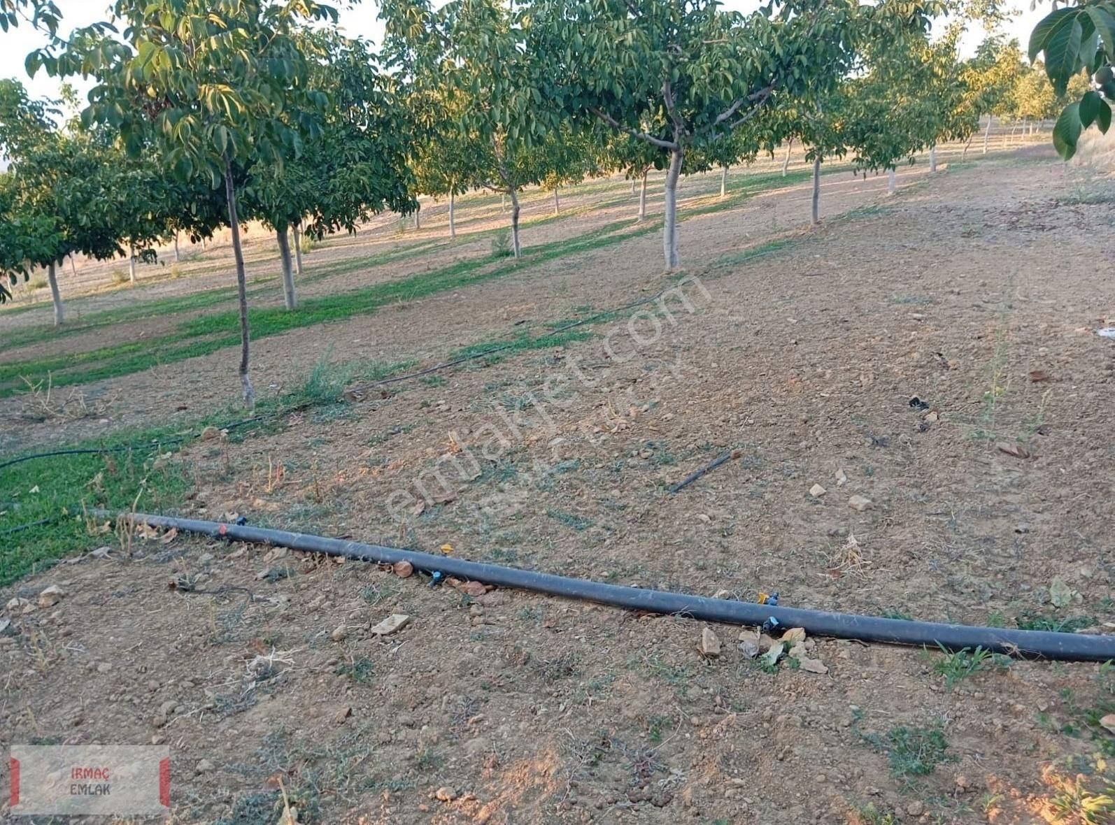Uşak Eşme Yelegende Satılık 16 Dönüm Ceviz Bahcesi - Görsel 4