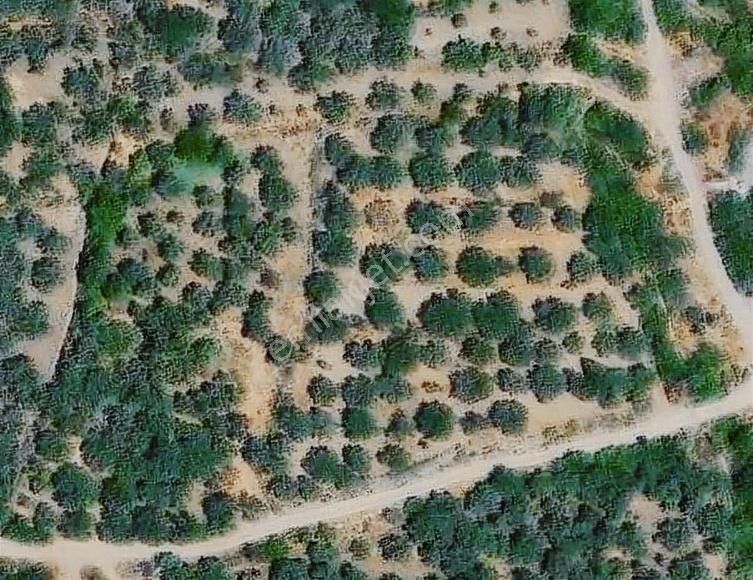 Piar'dan Yatırımlık Fırsat Kelepir Zeytinlik - Görsel 3