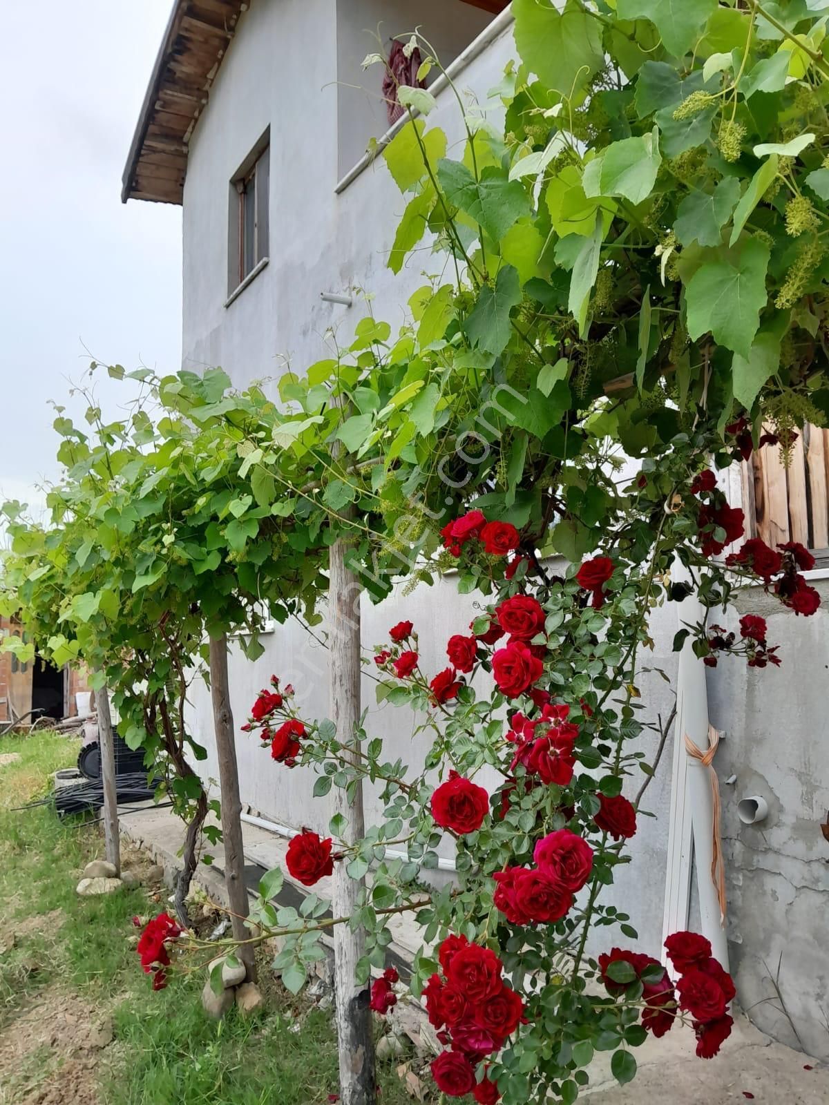 İmarlı Dubleks Ev, 3500m2, Zeytin Bahçesi,tarla,arsa Deniz Yakın - Görsel 6