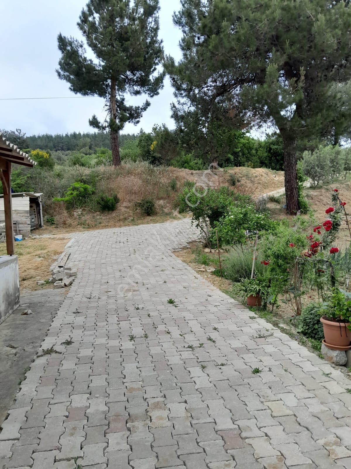 İmarlı Dubleks Ev, 3500m2, Zeytin Bahçesi,tarla,arsa Deniz Yakın - Görsel 8